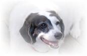 Matilda the Wise  - Neuter YourAnimal